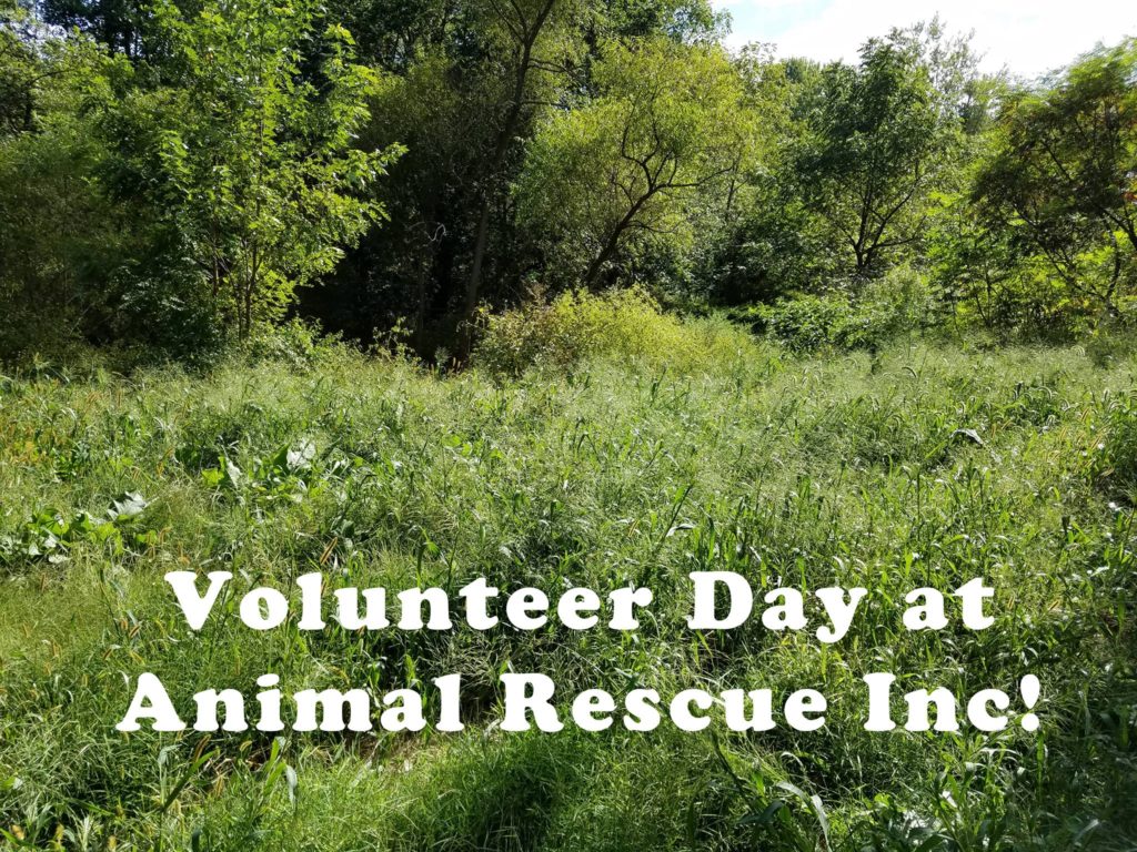 Volunteer Day at Animal Rescue Inc!